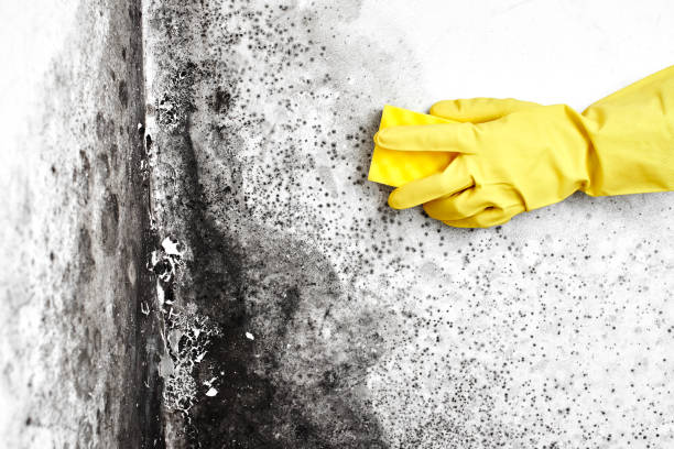 Professional Mold Removal in Columbus, KS