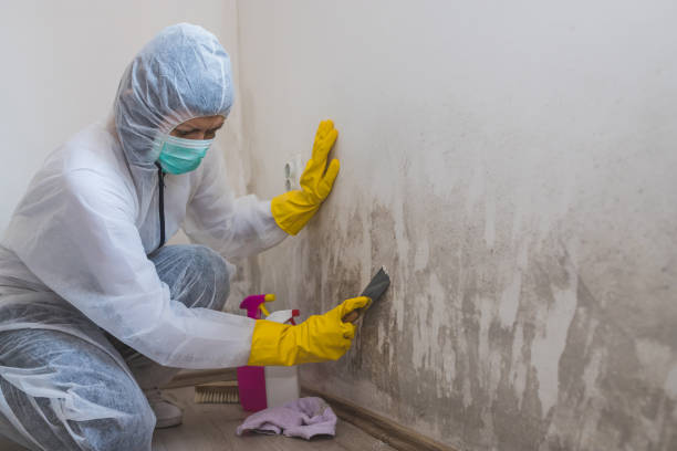 Best Home Mold Removal  in Columbus, KS