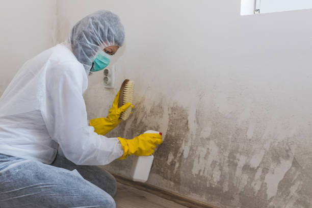 Best Mold Removal Process  in Columbus, KS