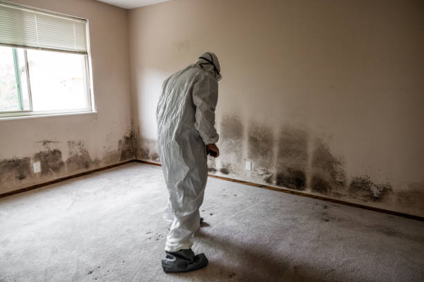 Best Black Mold Removal  in Columbus, KS