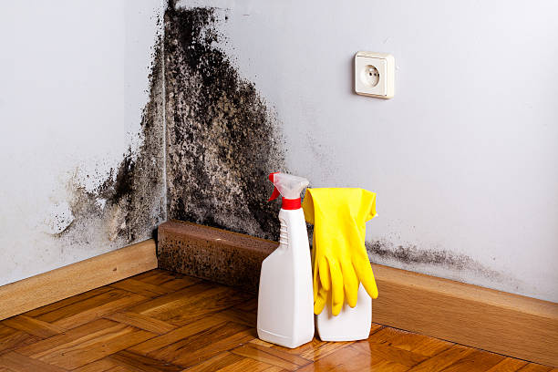 Best Certified Mold Removal  in Columbus, KS