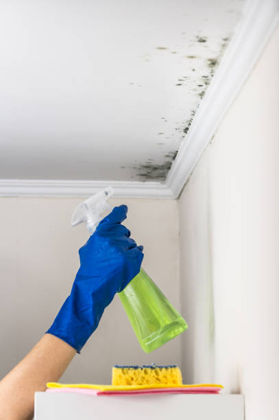 Best Best Mold Removal Companies  in Columbus, KS
